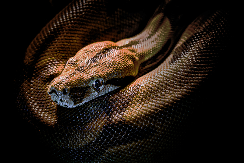 python