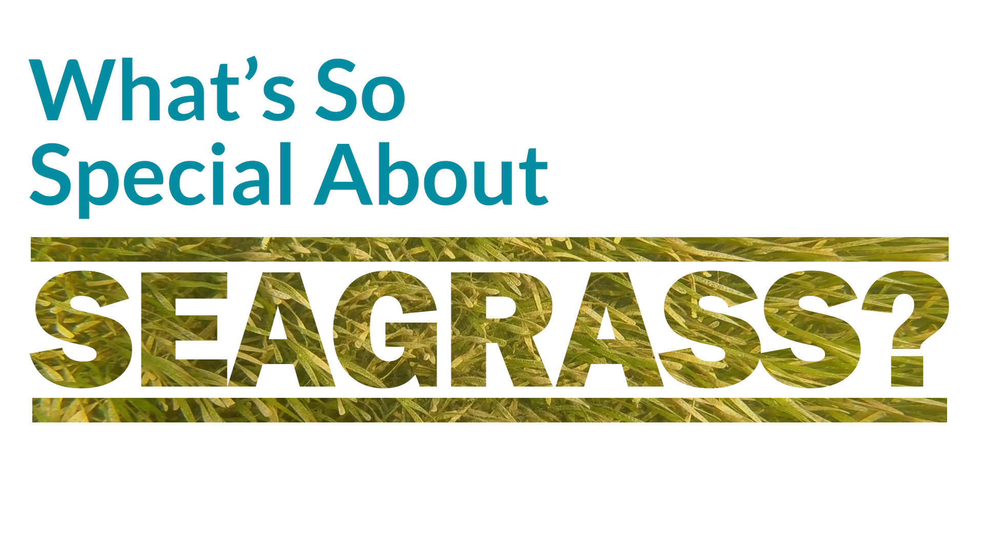 what's so special about seagrass